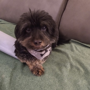 Fundraising Page: Carol Beard